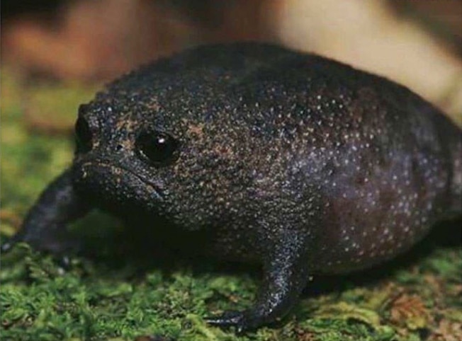 черная дождевая лягушка