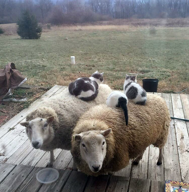 овцы и кошки