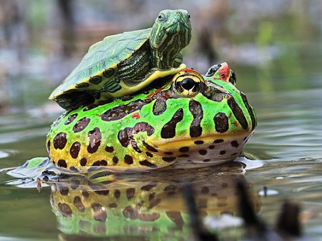 черепаха и жаба