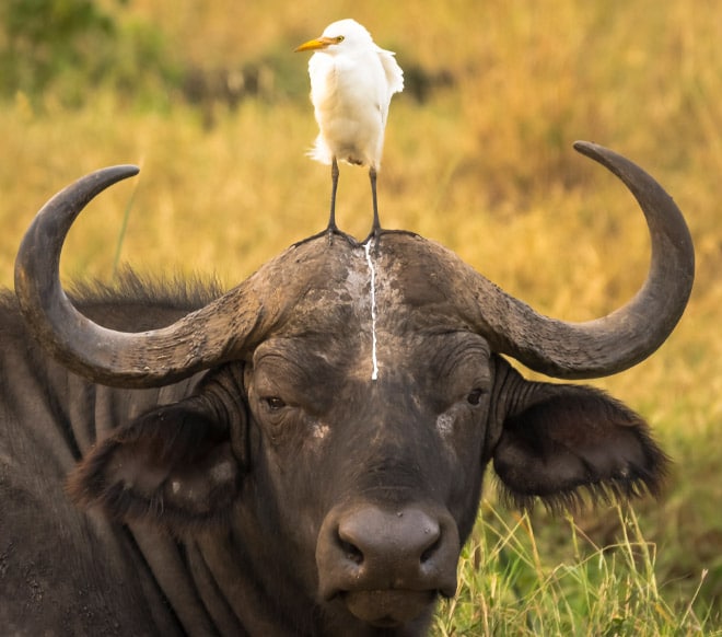 птица и буйвол