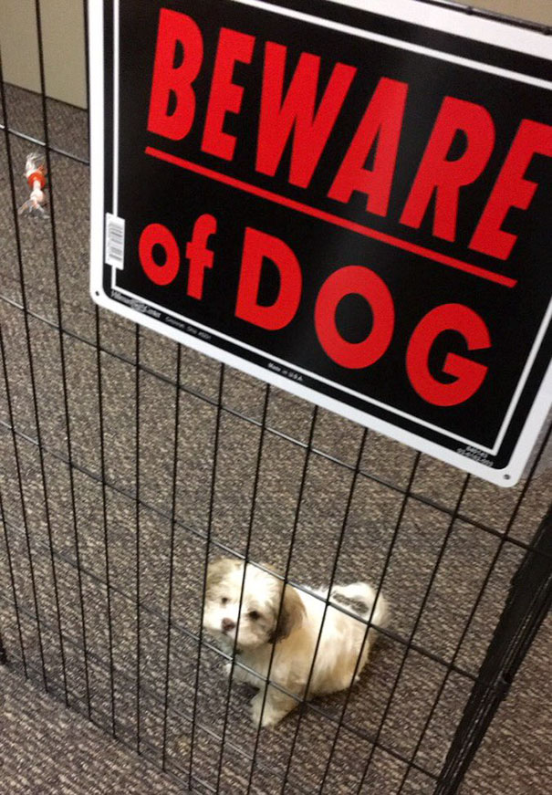 осторожно, во дворе злая собака!