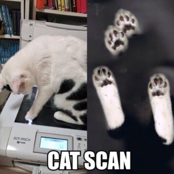 кот и ксерокс