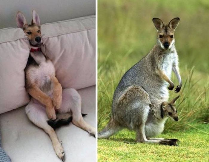 пес и кенгуру