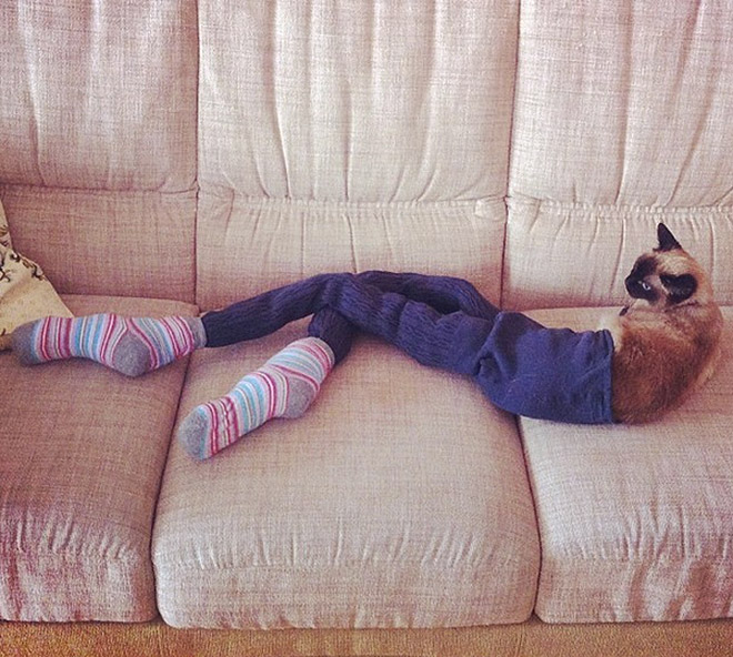 кошка на диване