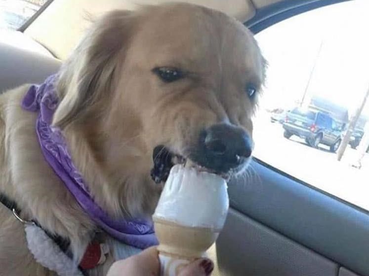 собака ест мороженое