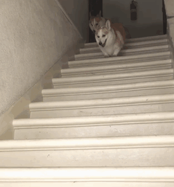 корги на лестнице