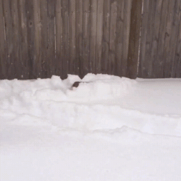 корги в снегу