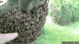 страшная гифка с роем пчел
