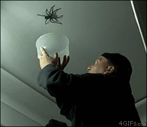 большой ужасный паук