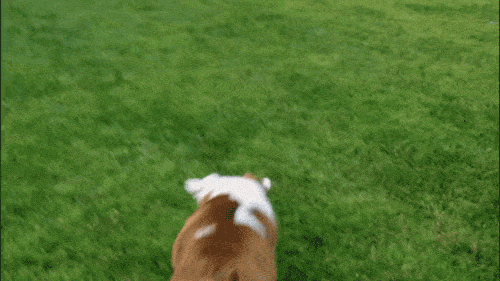 собака ловит мяч