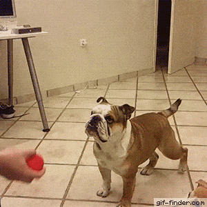 собака и мячик