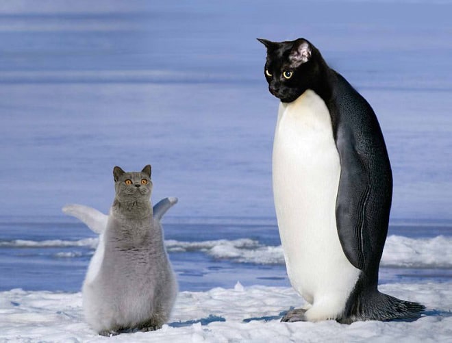 коты пингвины