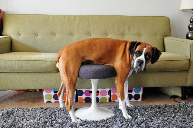собака на стуле