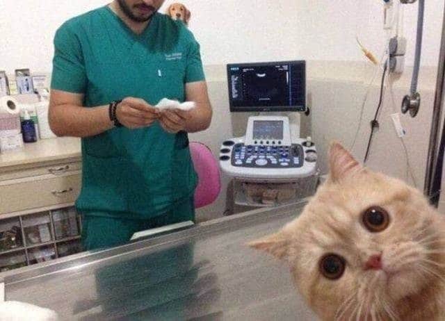 кот у ветеринара