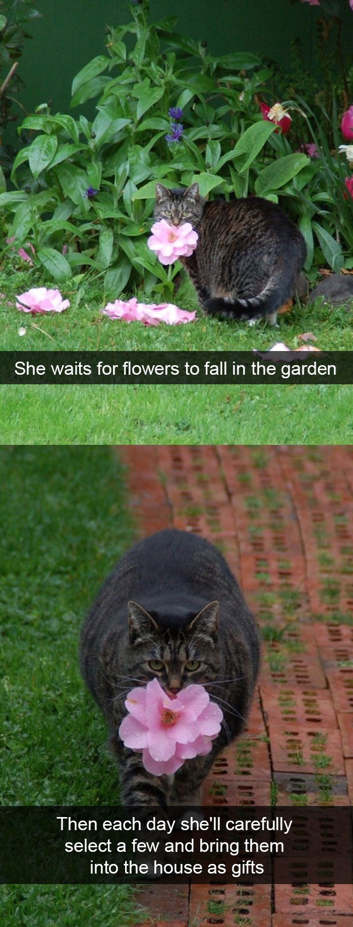 кошка и цветы