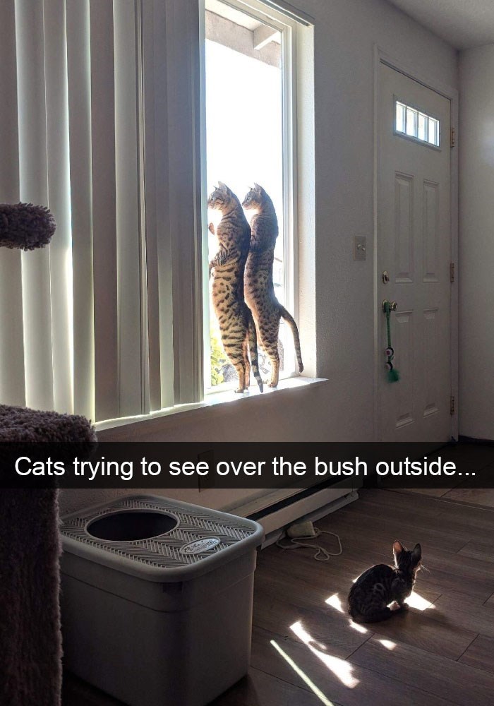 коты стоят на подоконнике