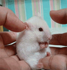 белая мышь gif