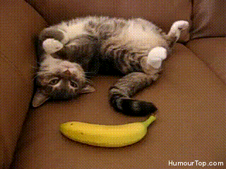 кот и банан gif
