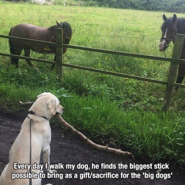 собака и лошади