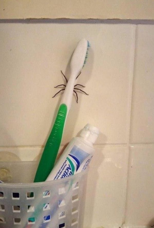 паук за зубной щеткой