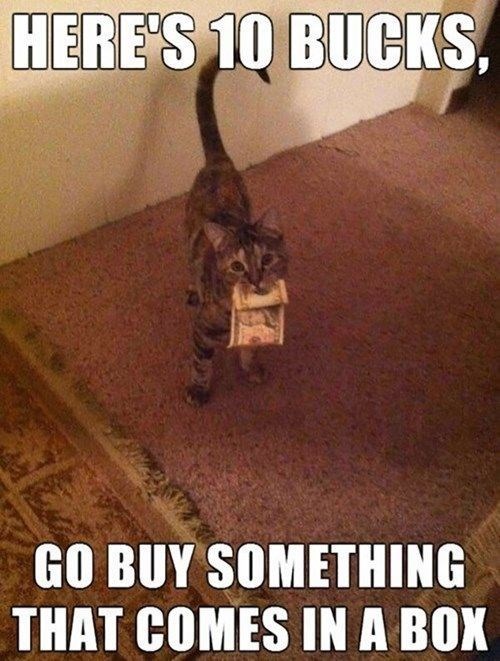 кот с деньгами в зубах