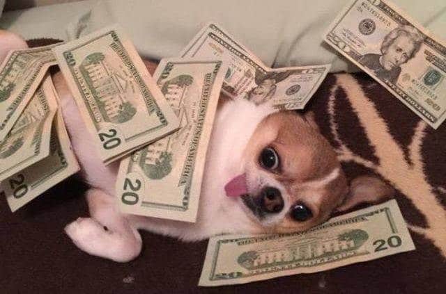 собака и деньги