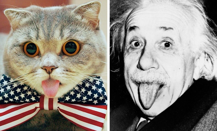 кот и эйнштейн
