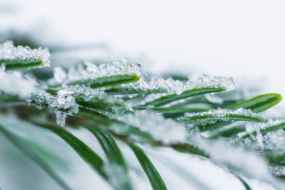 9 чудесных фото, напоминающих о прелестях зимы