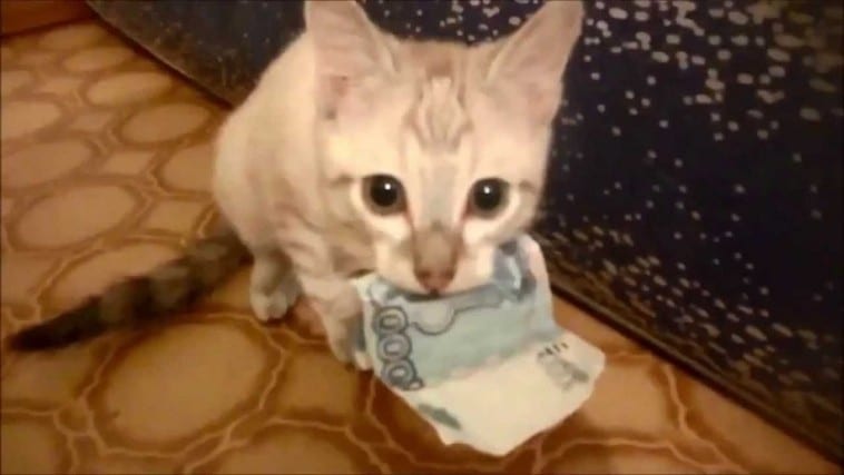 кот и деньги