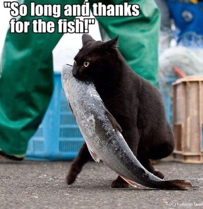 черный кот и рыба