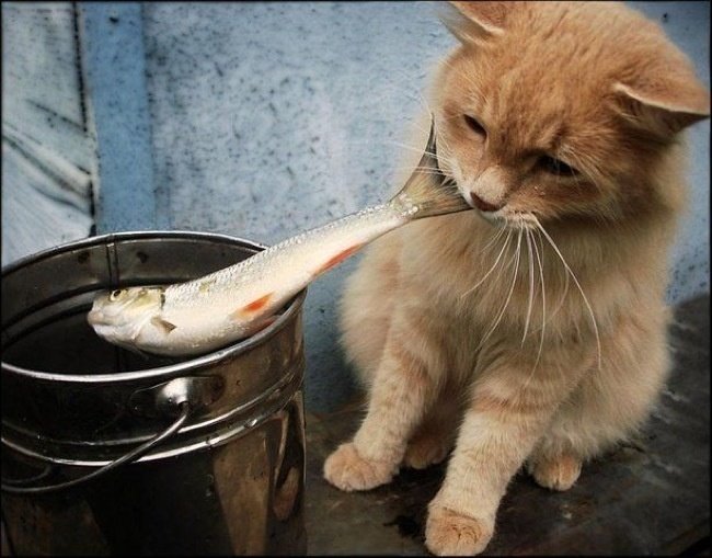 рыжий кот и рыба