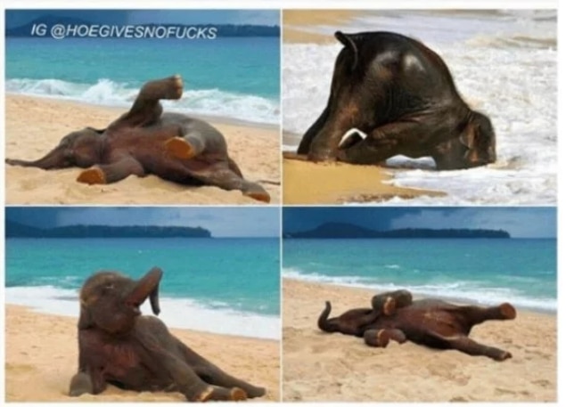 слон на пляже