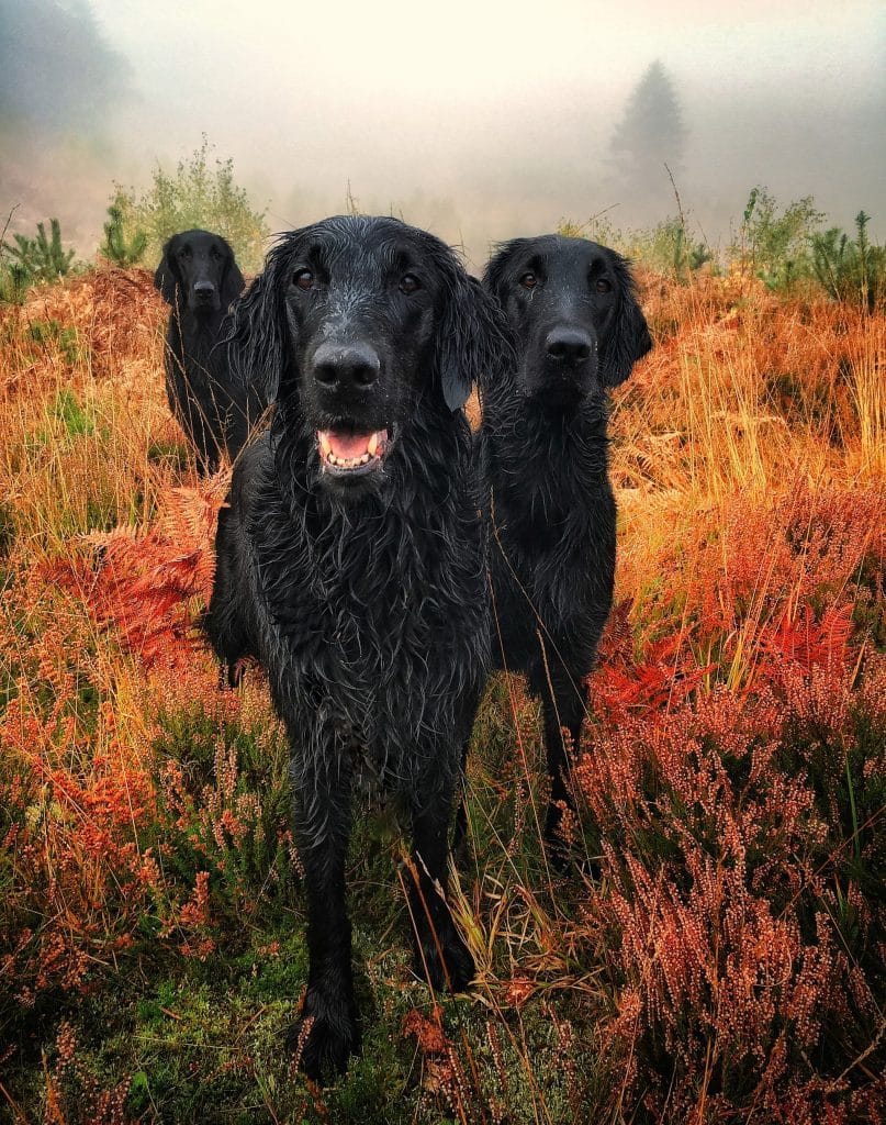 фото черных собак