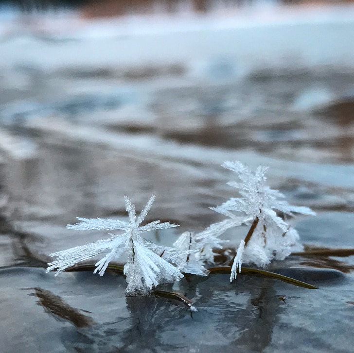 цветки из льда