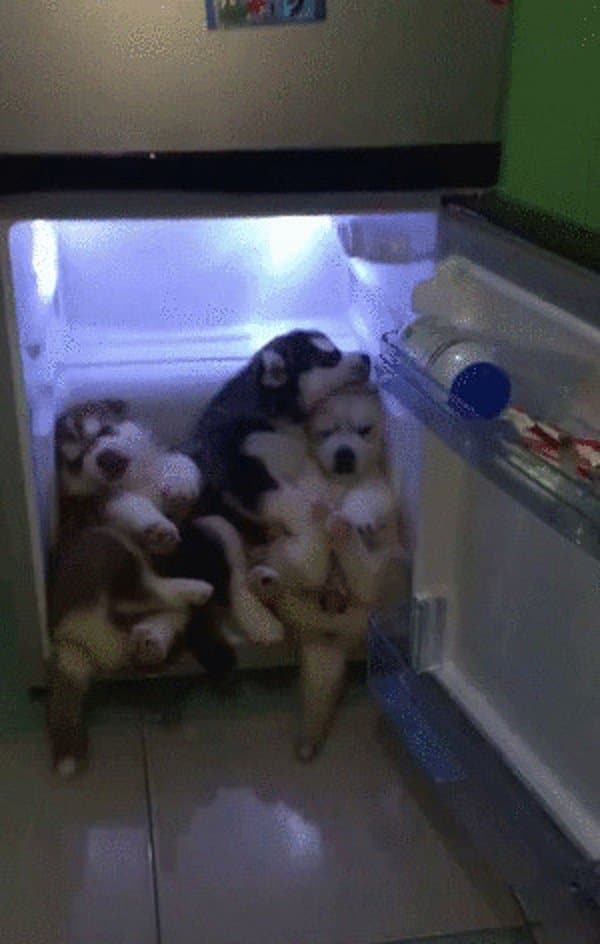 щенки в холодильнике