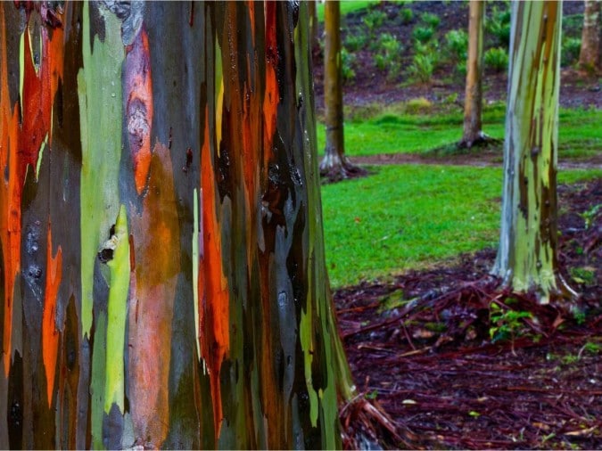 деревья эвкалипта в Кауаи