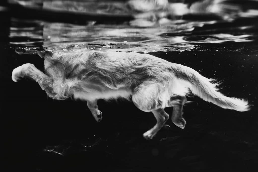фото плавающей собаки
