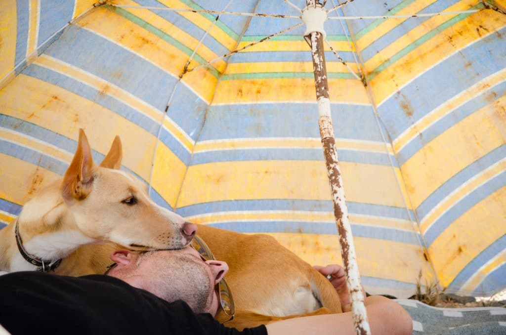 фото собаки под зонтом
