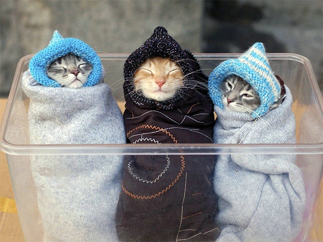 коты в шапочках