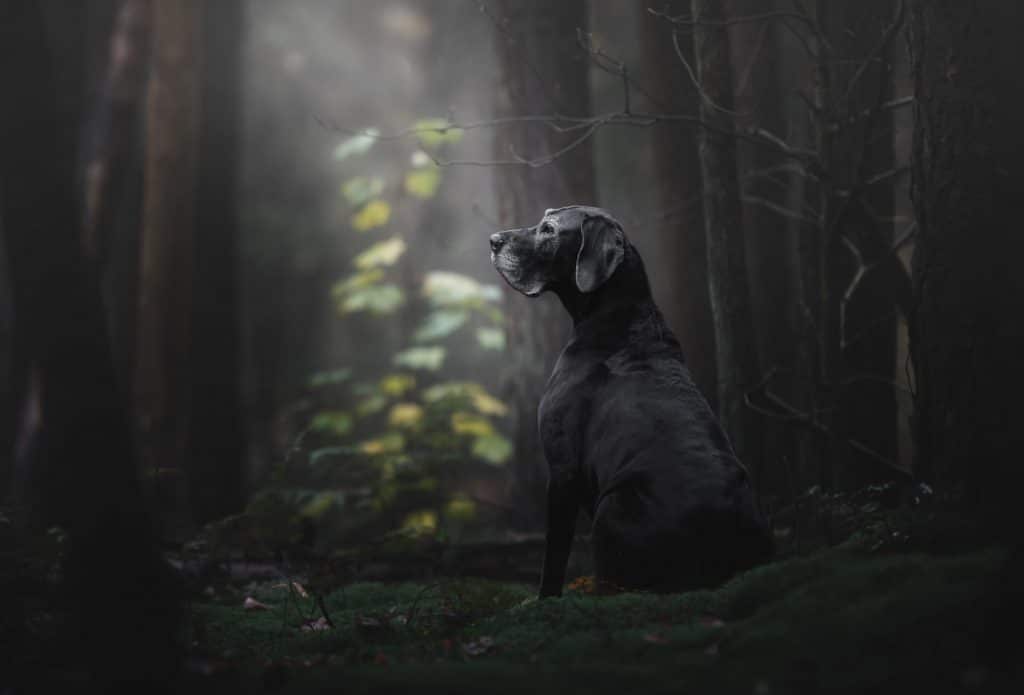 фото черной собаки в лесу