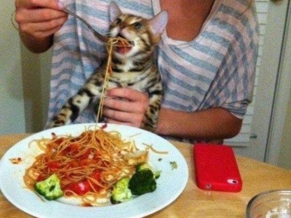 кот и спагетти