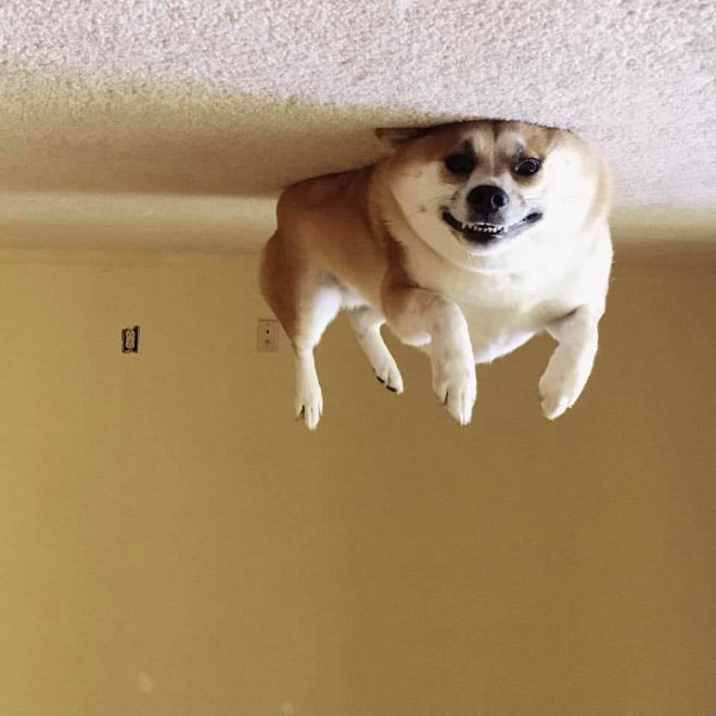 собака лежит на полу кверху лапами