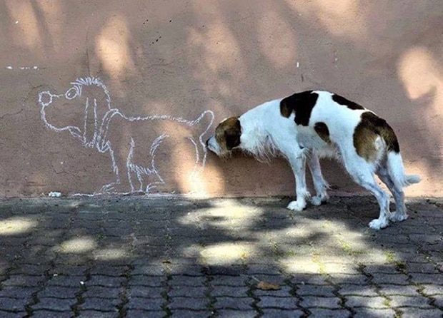 собака у стены