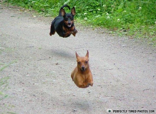 собаки в прыжке