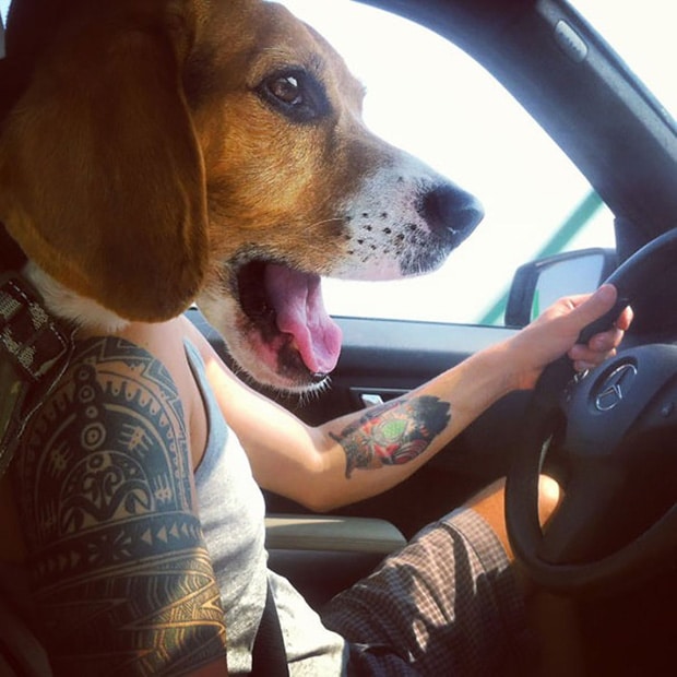 водитель и собака