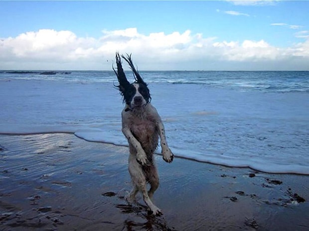 собака на берегу моря