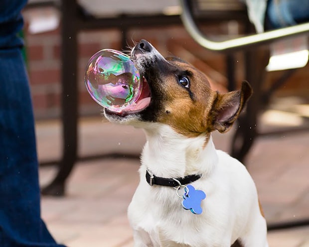 собака ловит мыльный пузырь