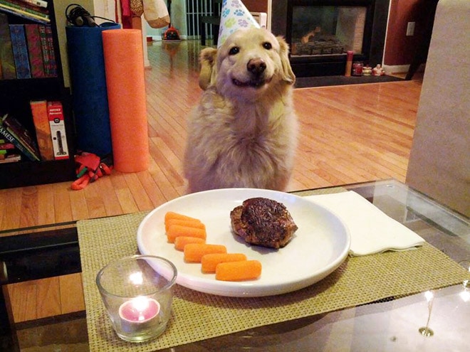 собака улыбается в свой день рождения