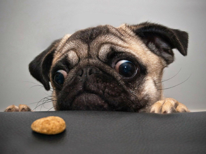 мопс смотрит на печенье