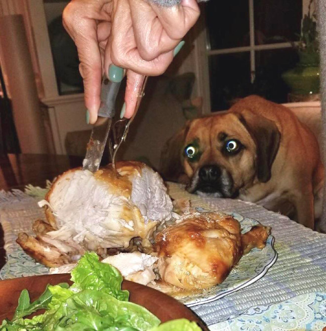 пес смотрит, как хозяин разрезает курицу
